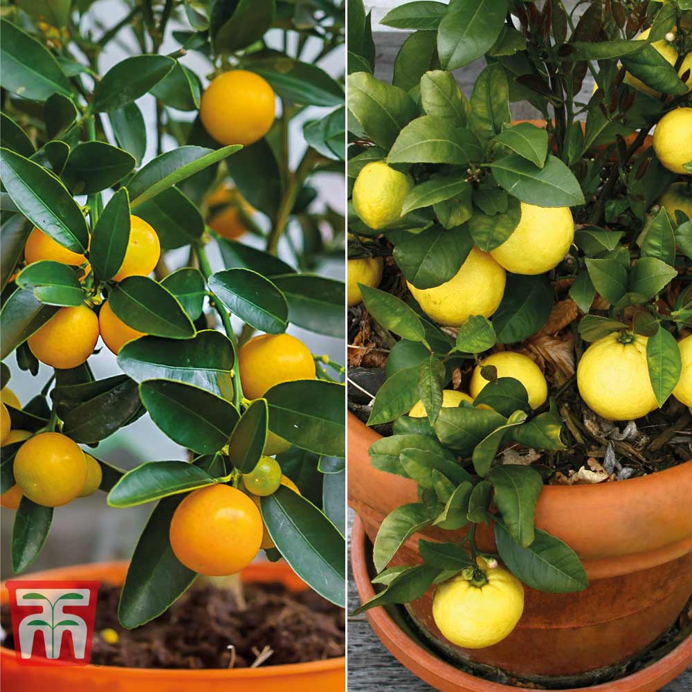 Citrus Tree Collection Price Comparisons | Compare The Build