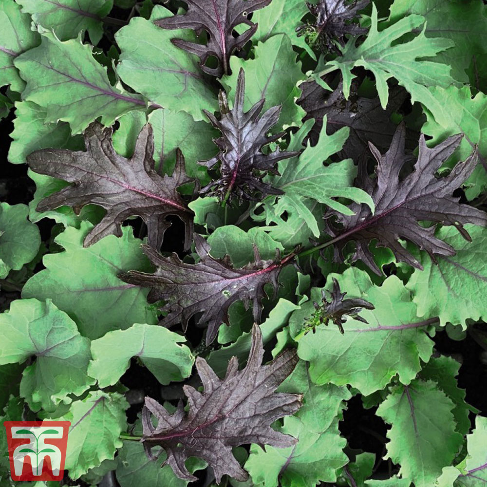 Kale 'Babyleaf Mix' - Seeds Price Comparisons | Compare The Build