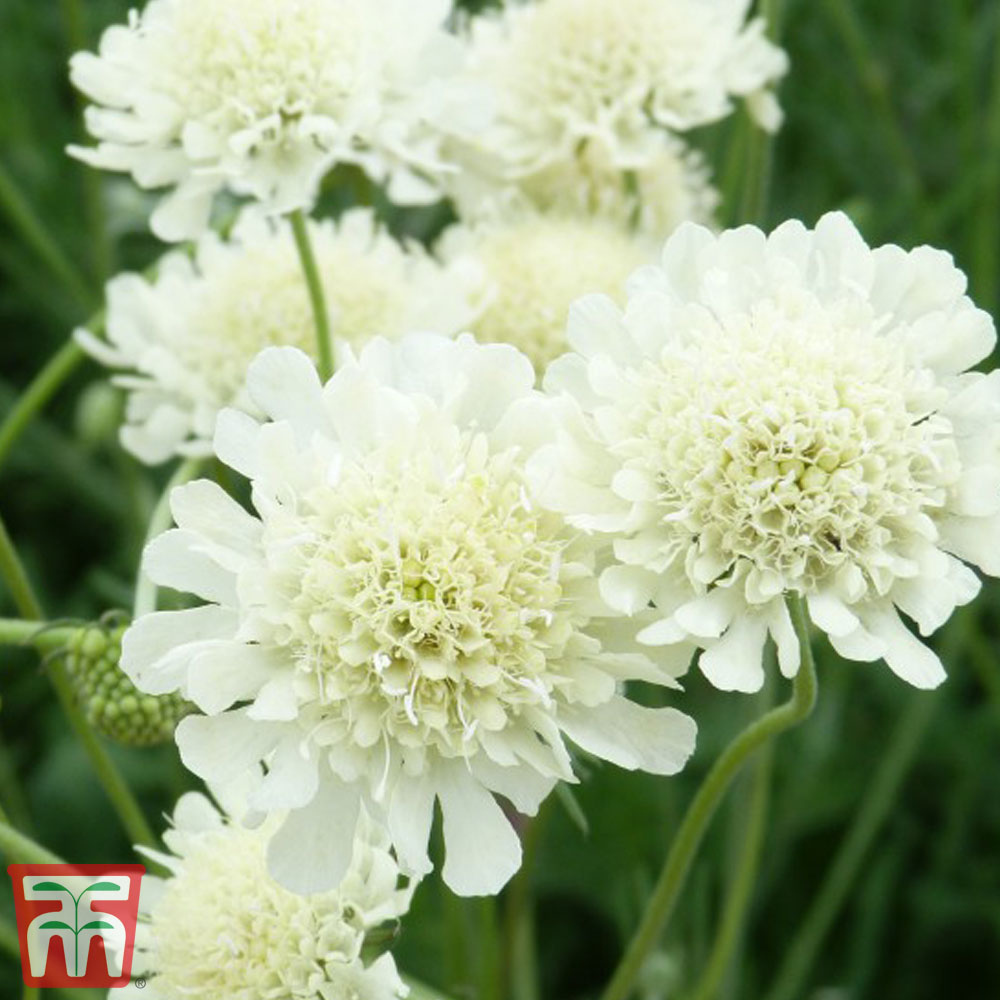 Scabious columbaria subsp. ochroleuca Price Comparisons | Compare The Build