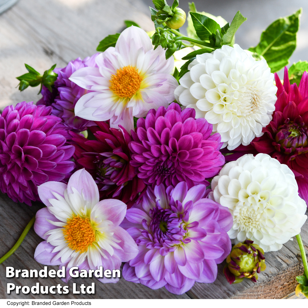 Dahlia 'Berry Sorbet Mix' Price Comparisons | Compare The Build