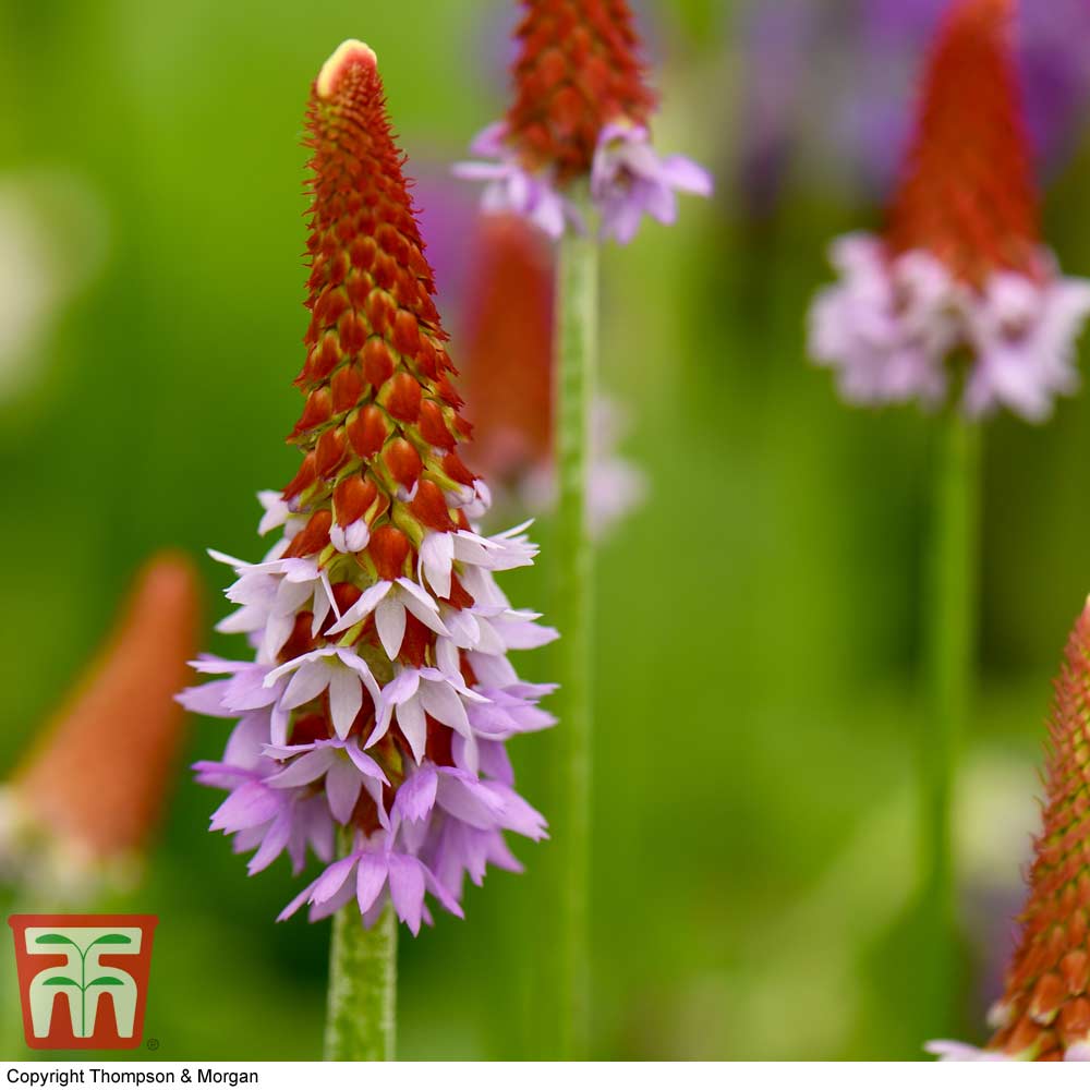 Primula vialii Price Comparisons | Compare The Build