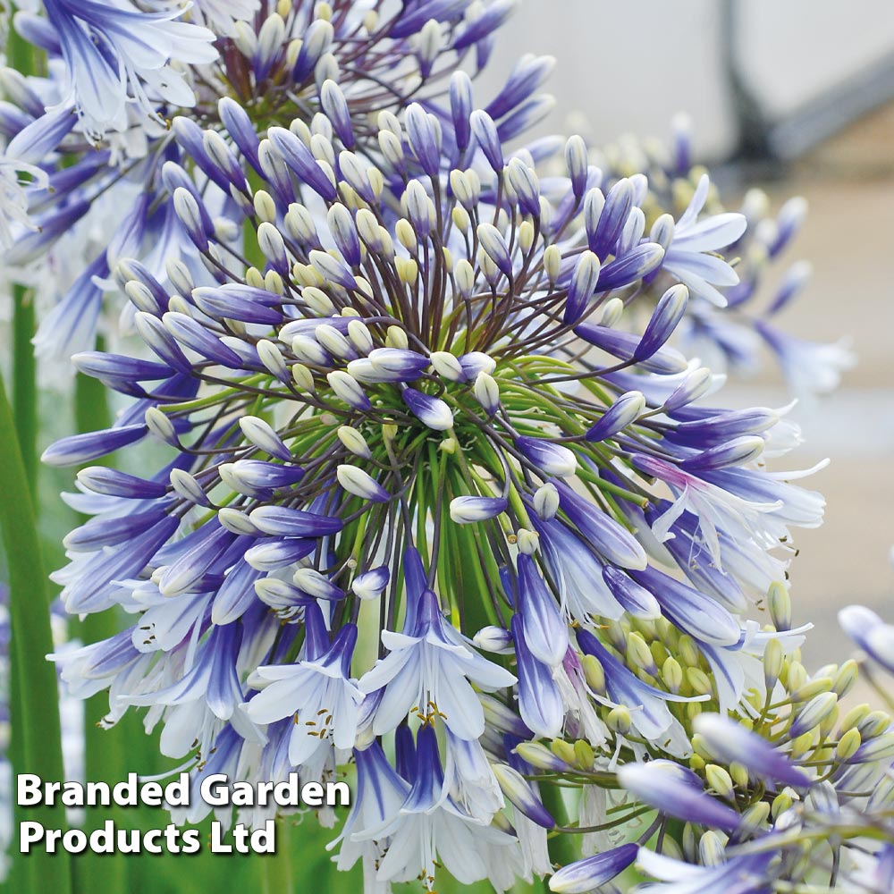 Agapanthus 'Fireworks' Price Comparisons | Compare The Build