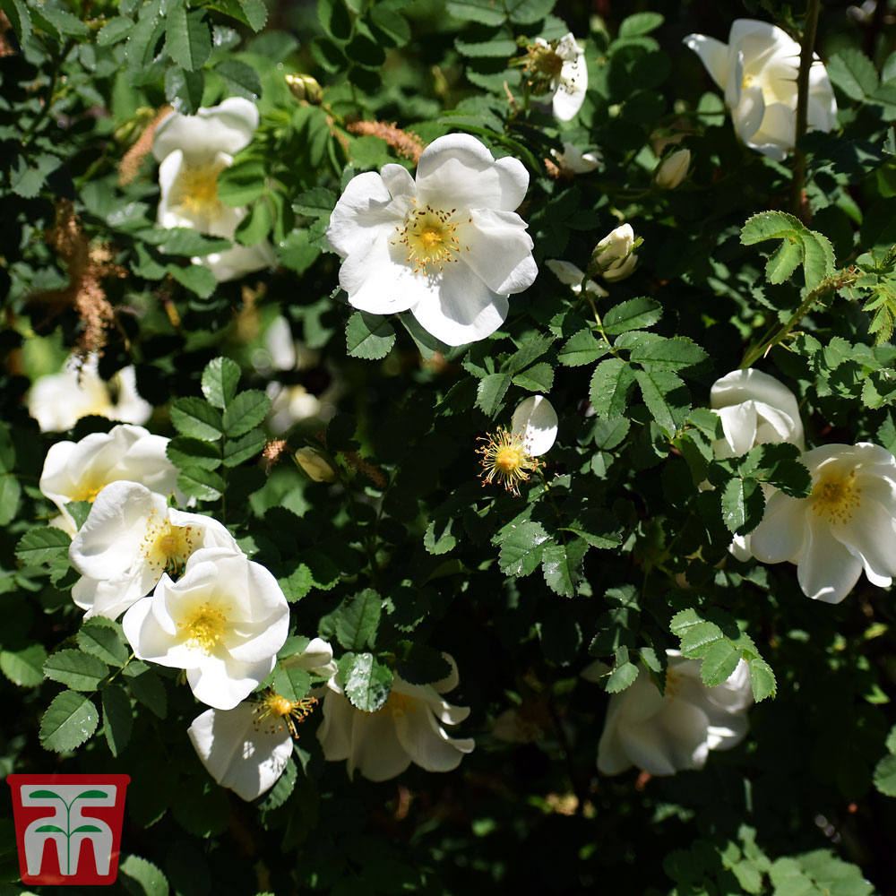 White Ramanas Rose (Hedging) Price Comparisons | Compare The Build