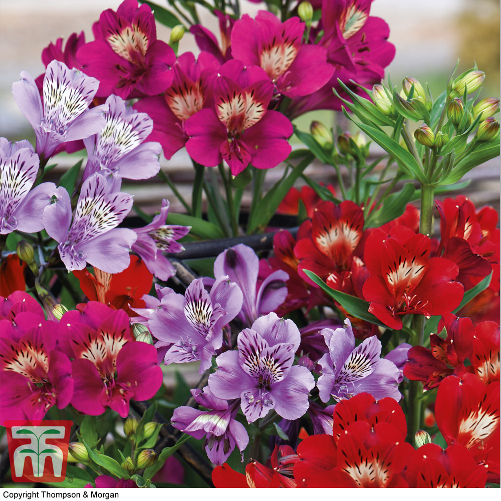 Alstroemeria 'Tree Everest Mix' Price Comparisons | Compare The Build