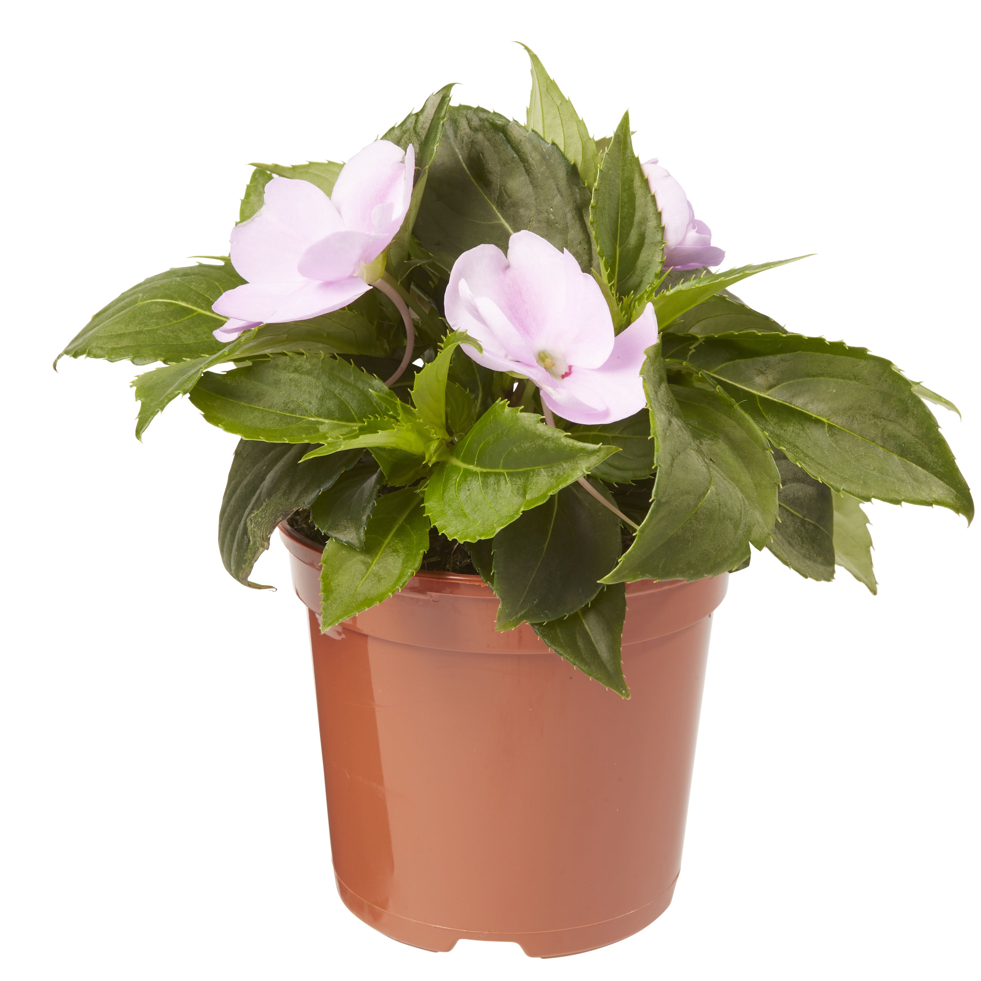 Verve New Guinea Impatiens Lilac Summer Bedding Plant, Pack Of 4 Price Comparisons | Compare The Build