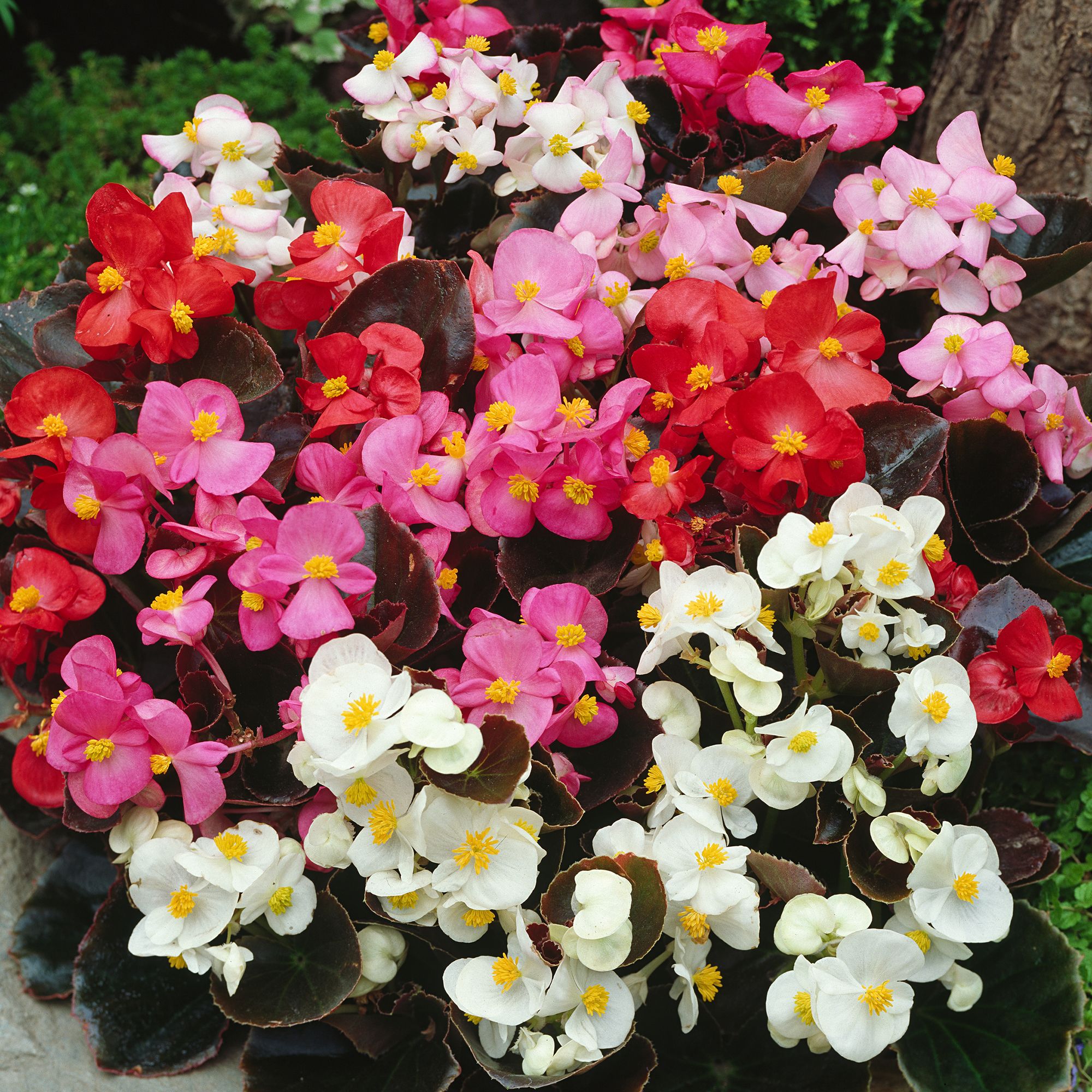 Verve 9 Cell Begonia Chilli Chocolate Summer Bedding Plant, Pack Of 4 Price Comparisons | Compare The Build