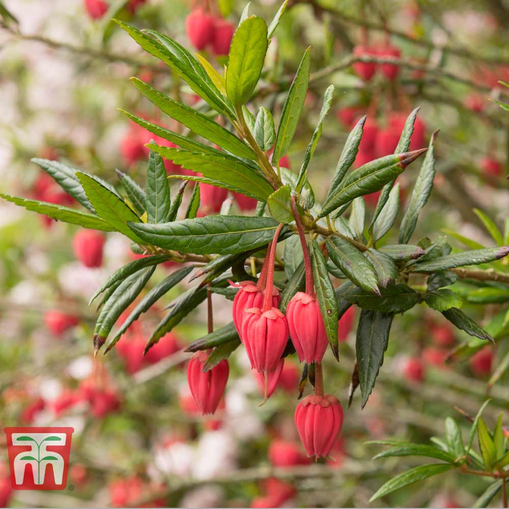 Crinodendron hookerianum Price Comparisons | Compare The Build