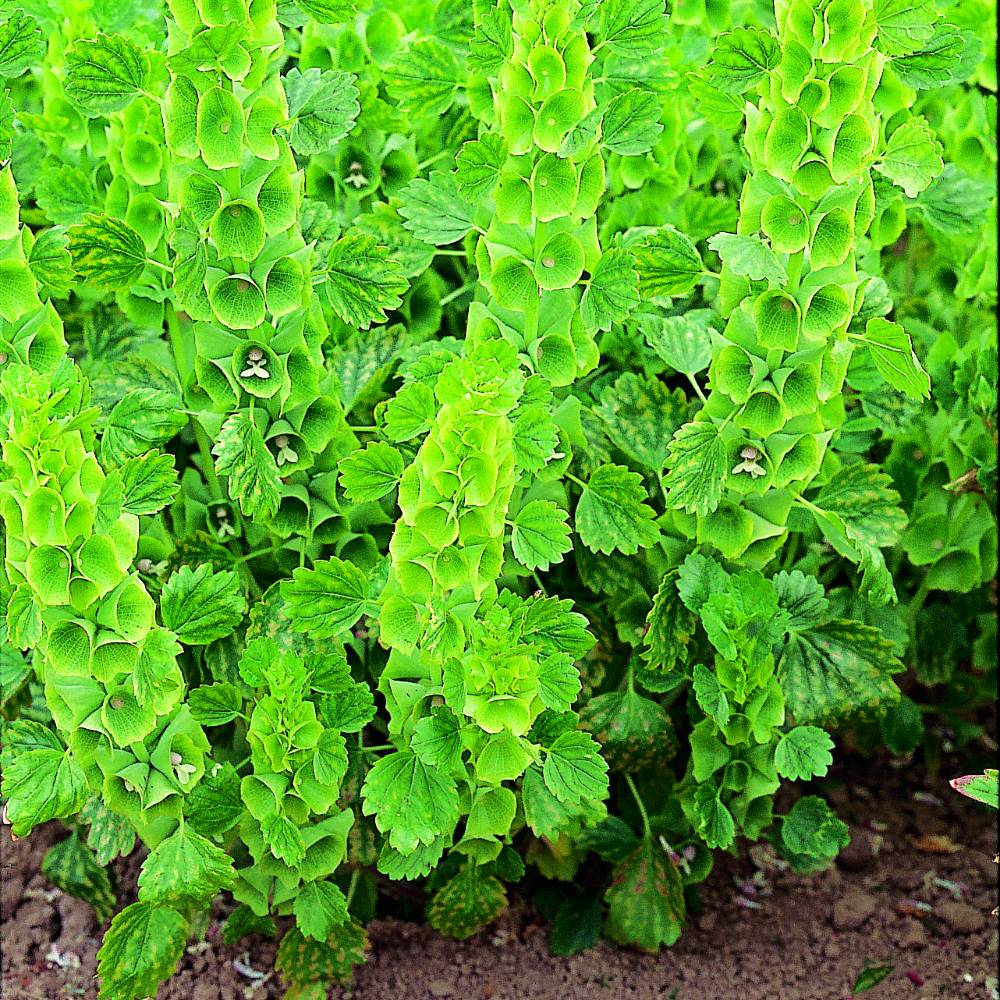 Moluccella Laevis Price Comparisons | Compare The Build