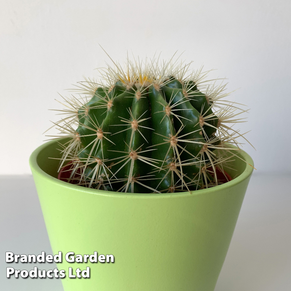 Echinocactus grusonii Price Comparisons | Compare The Build