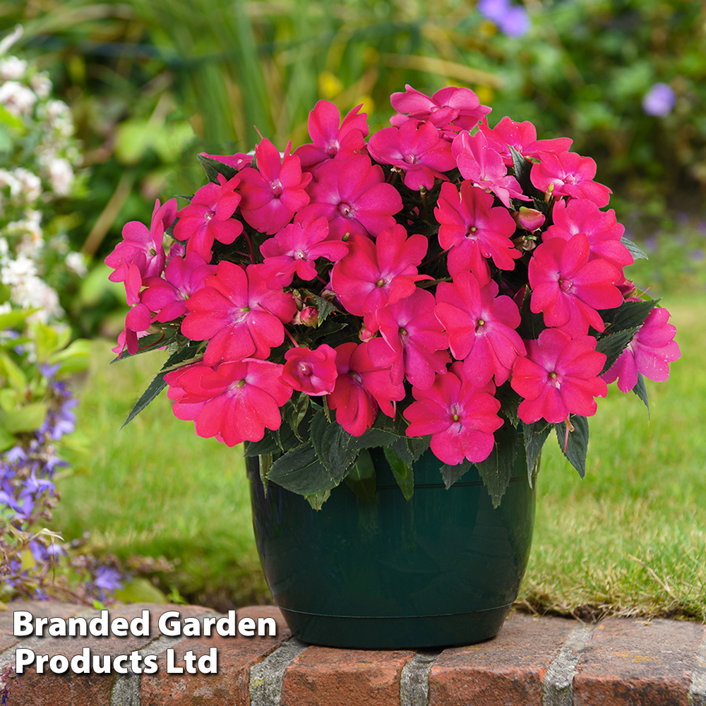 Impatiens 'Sol Luna? Pink' Price Comparisons | Compare The Build