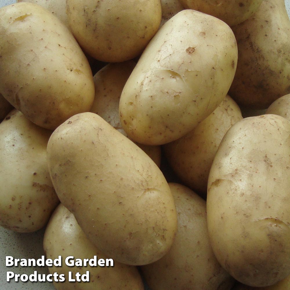 Potato 'Wilja' Price Comparisons | Compare The Build