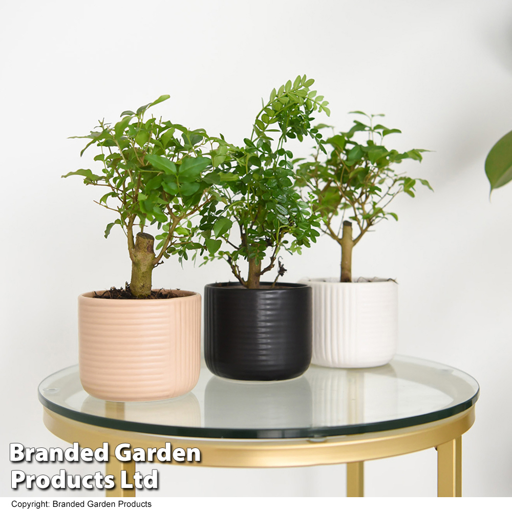 Bonsai Mix In Round Ceramic Price Comparisons | Compare The Build