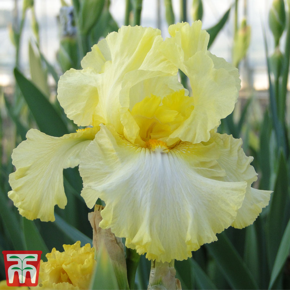 Iris 'Summer Olympics' (Re-Blooming) Price Comparisons | Compare The Build