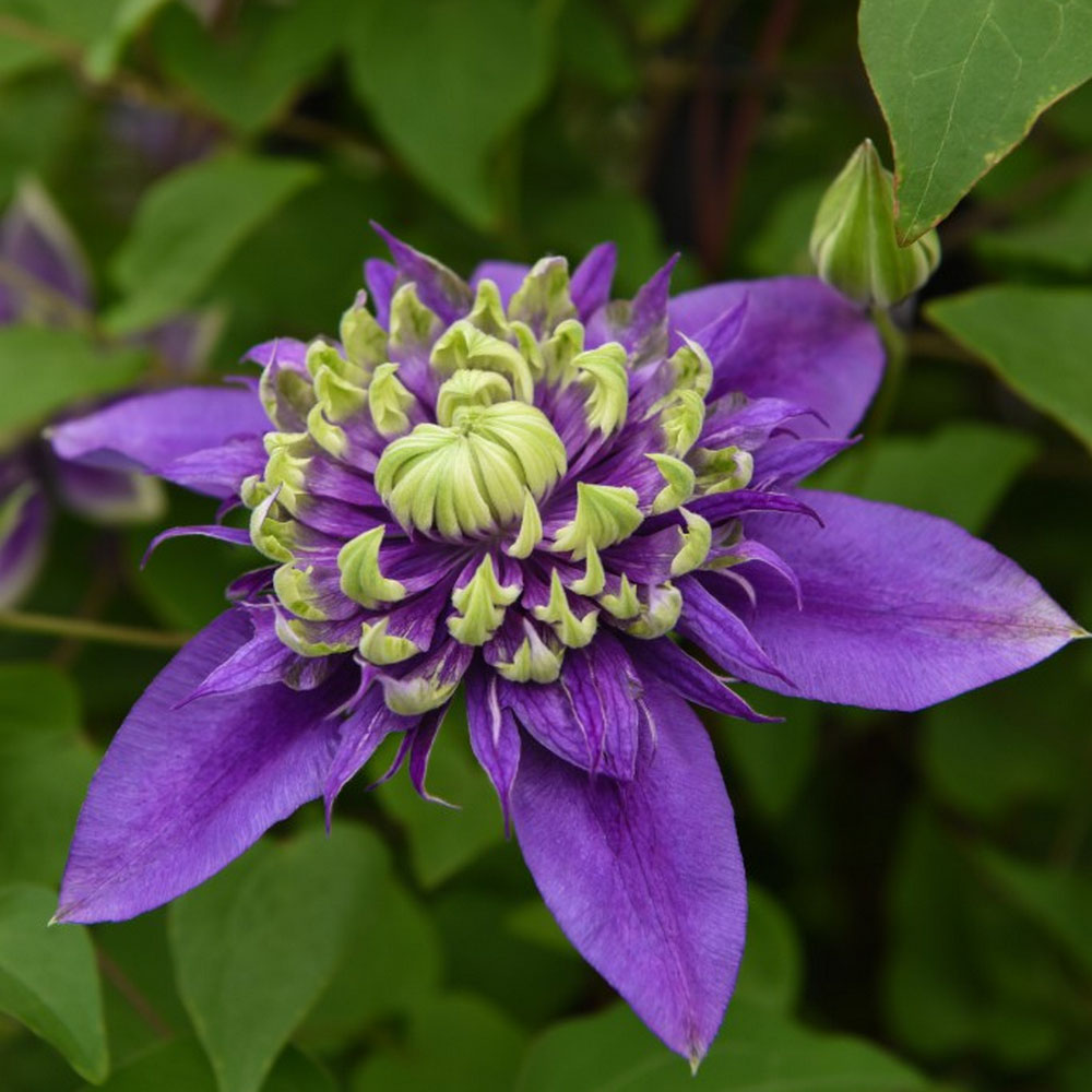 Clematis Plants - Florida Taiga Price Comparisons | Compare The Build