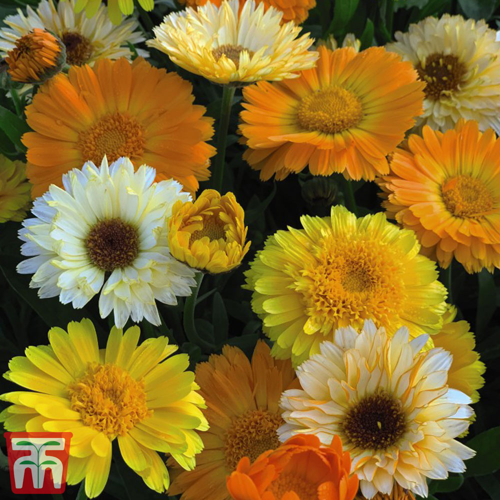 Calendula officinalis 'Summer Sunset' - Seeds Price Comparisons | Compare The Build