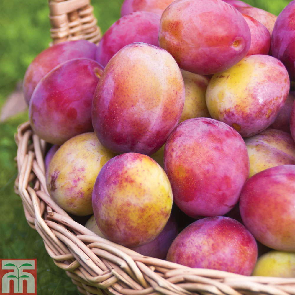 Plum 'Victoria' Price Comparisons | Compare The Build