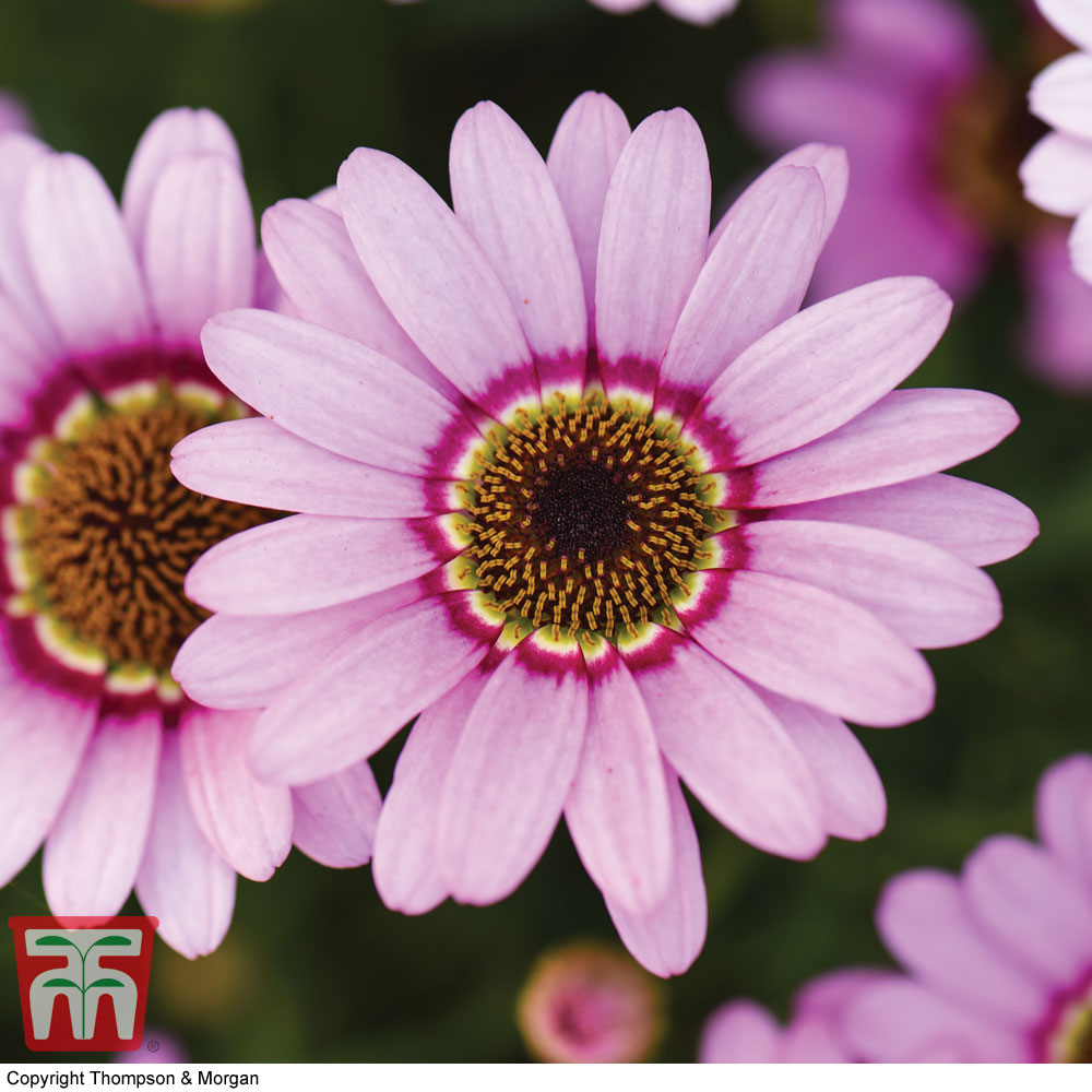 Argyranthemum 'GranDaisy Pink' Price Comparisons | Compare The Build