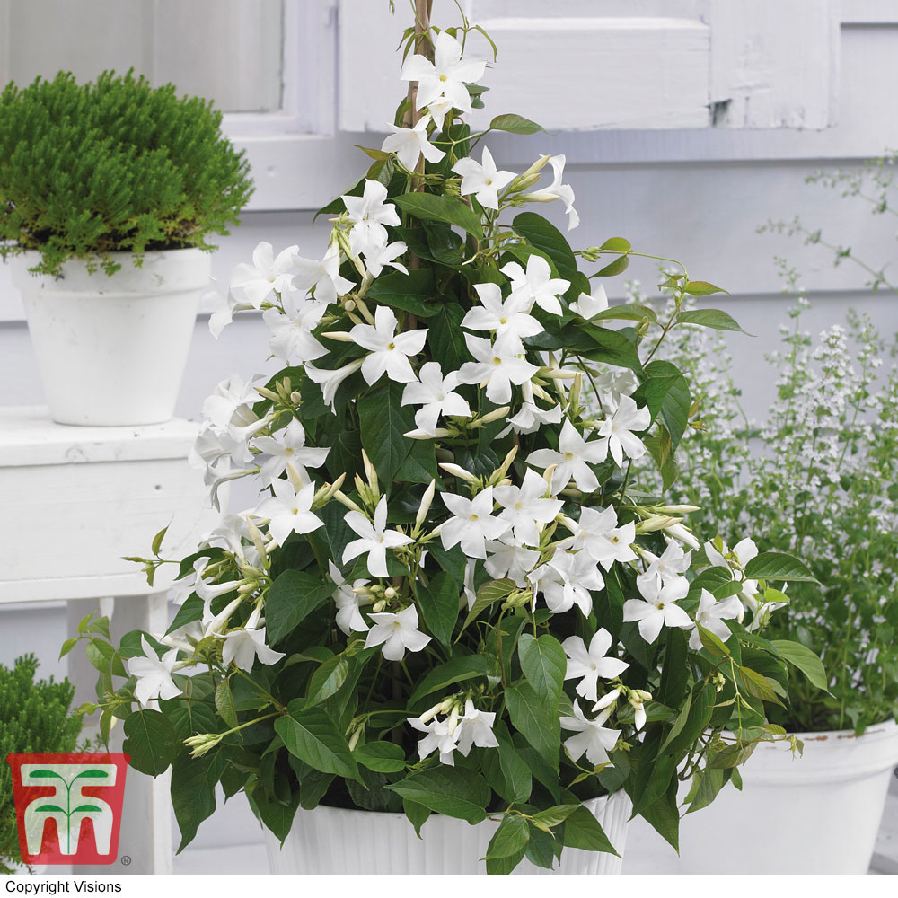 Mandevilla sanderi 'Bloom Bells&reg; White' Price Comparisons | Compare The Build