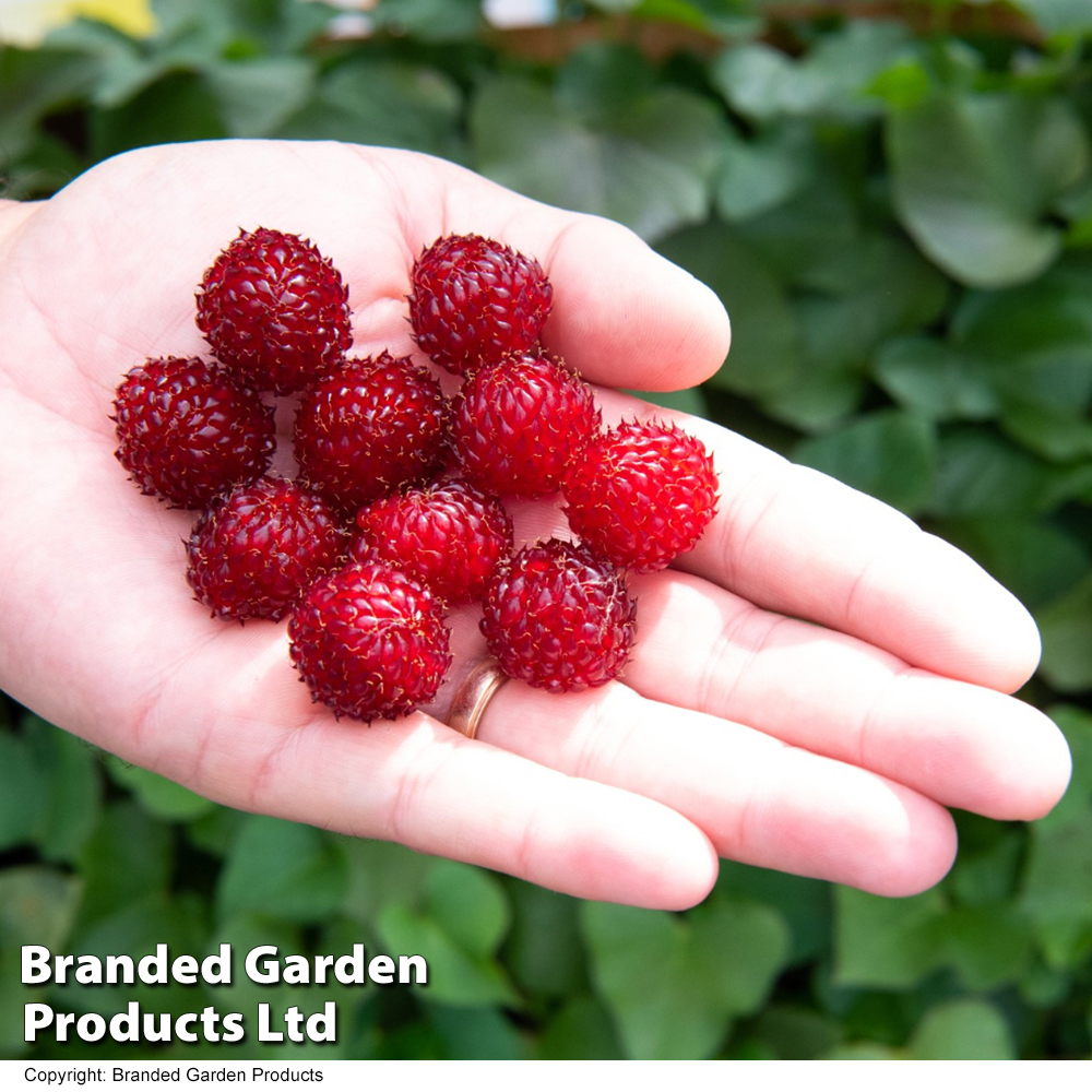 Rubus 'Hararasp' (Raspberry Tree) Price Comparisons | Compare The Build