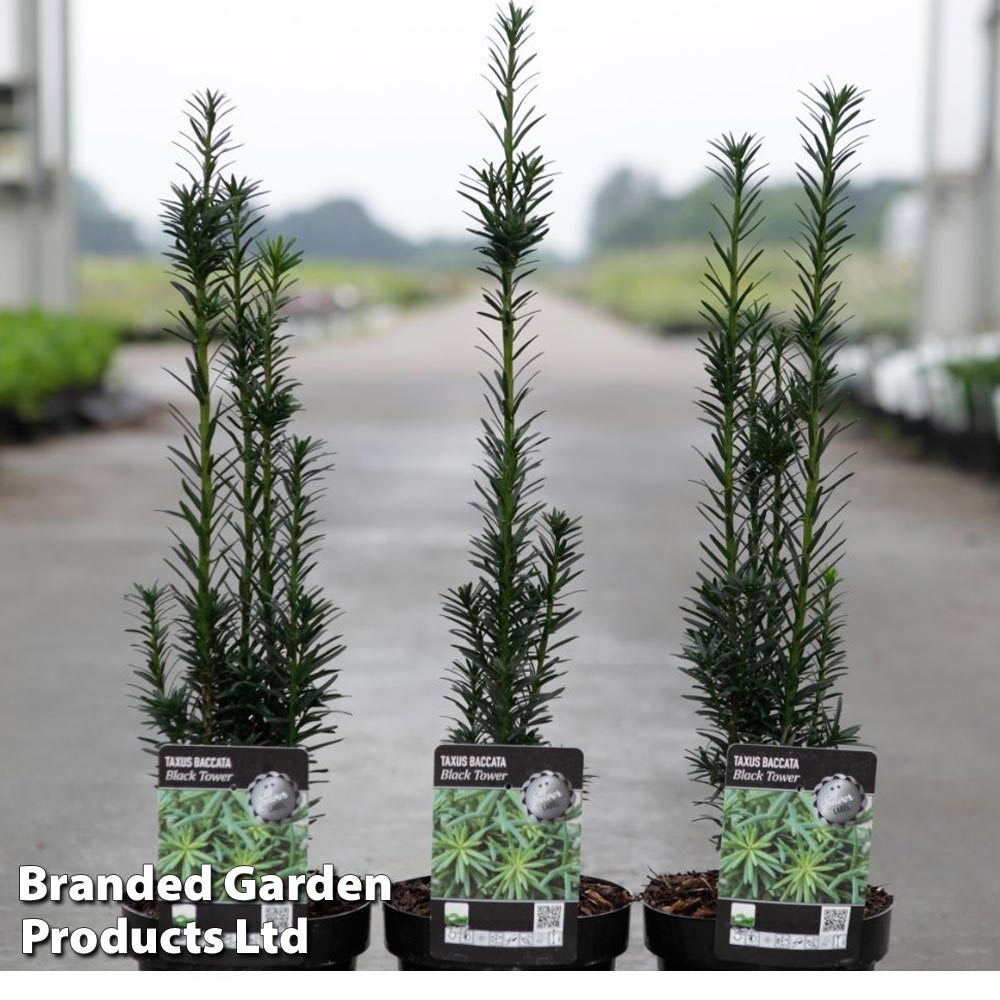 Taxus baccata 'Black Tower' Price Comparisons | Compare The Build