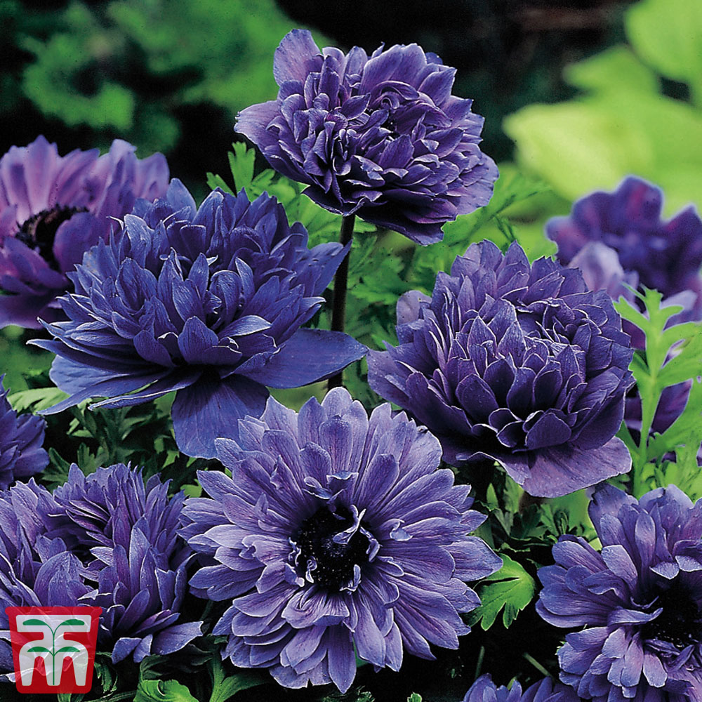 Anemone coronaria 'Lord Lieutenant' Price Comparisons | Compare The Build