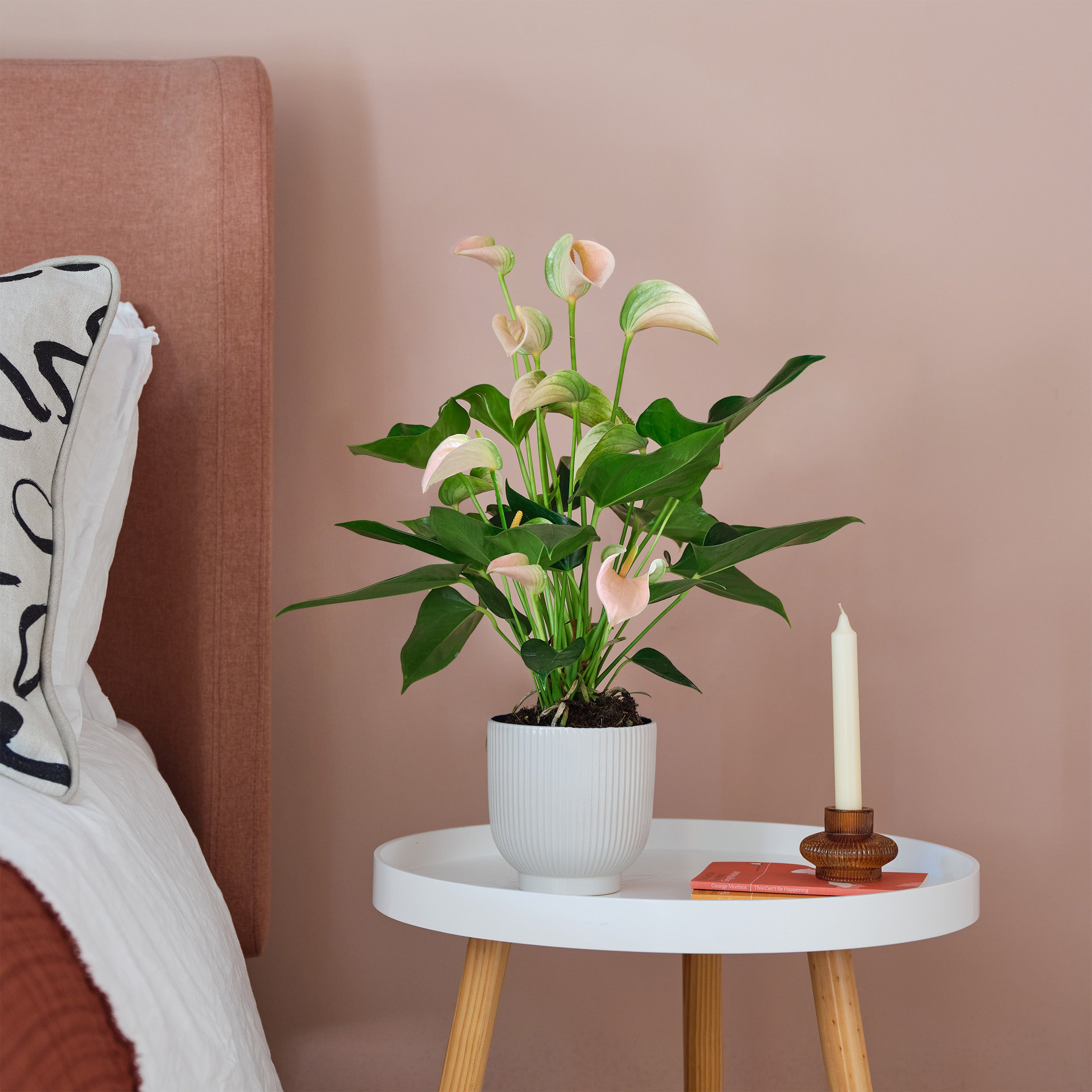 Peach Anthurium House Plant in Ribbed Pot Ceramic White Price Comparisons | Compare The Build