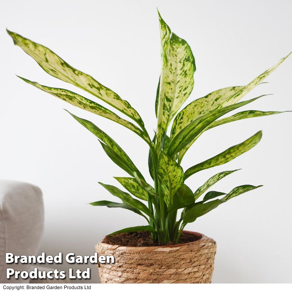 Dieffenbachia seguine Sublime Price Comparisons | Compare The Build