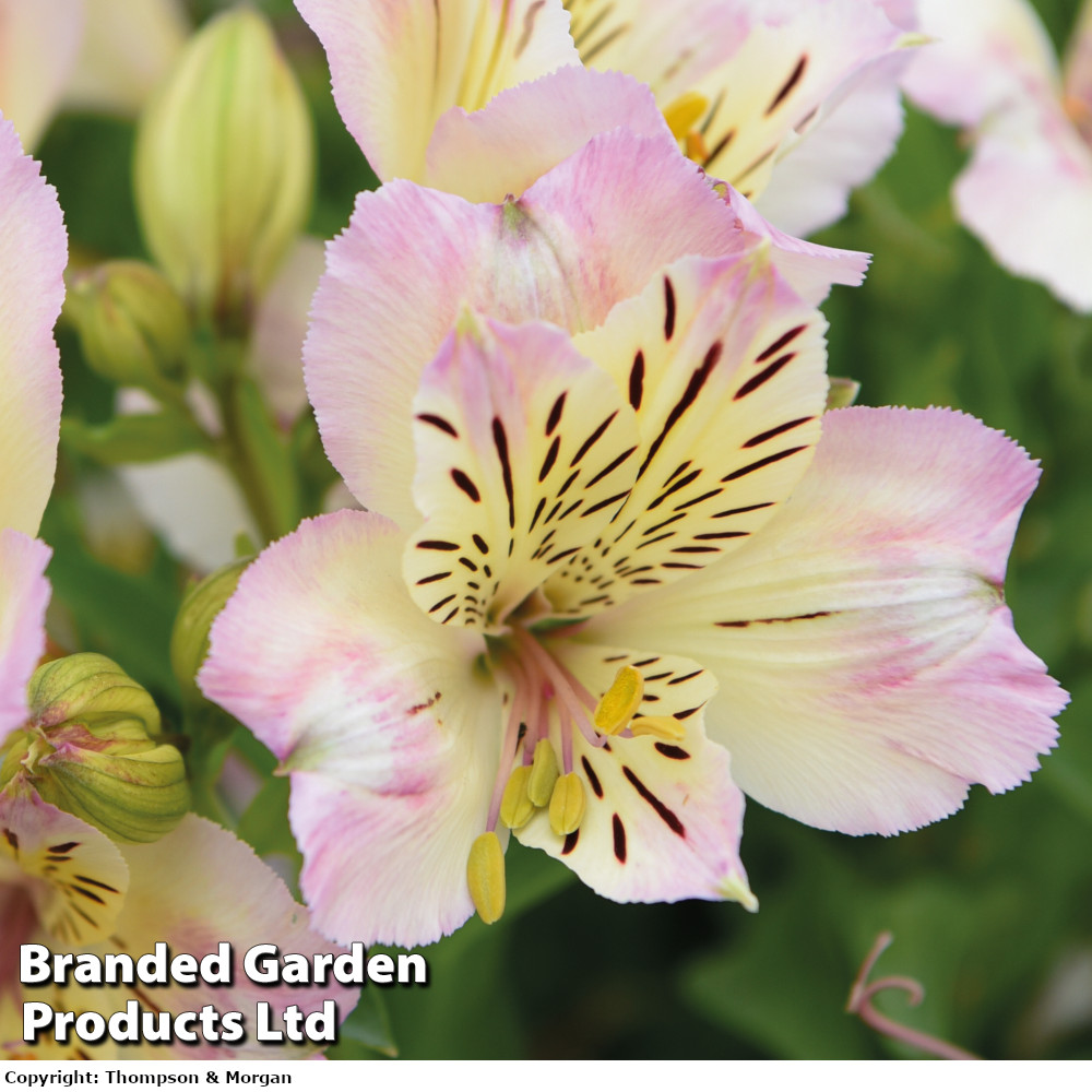 Alstroemeria 'Beach Valley' Price Comparisons | Compare The Build