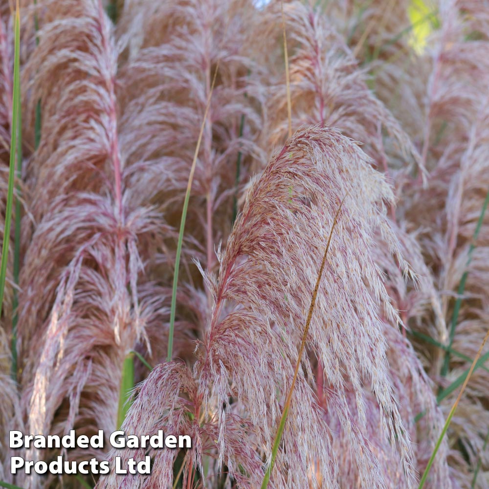 Cortaderia selloana 'Rosea' Price Comparisons | Compare The Build