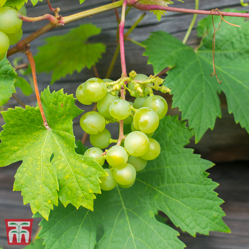 Grape 'Muscat of Alexandria' Price Comparisons | Compare The Build