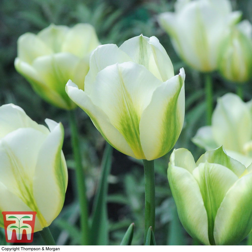 Tulip 'Spring Green' Price Comparisons | Compare The Build