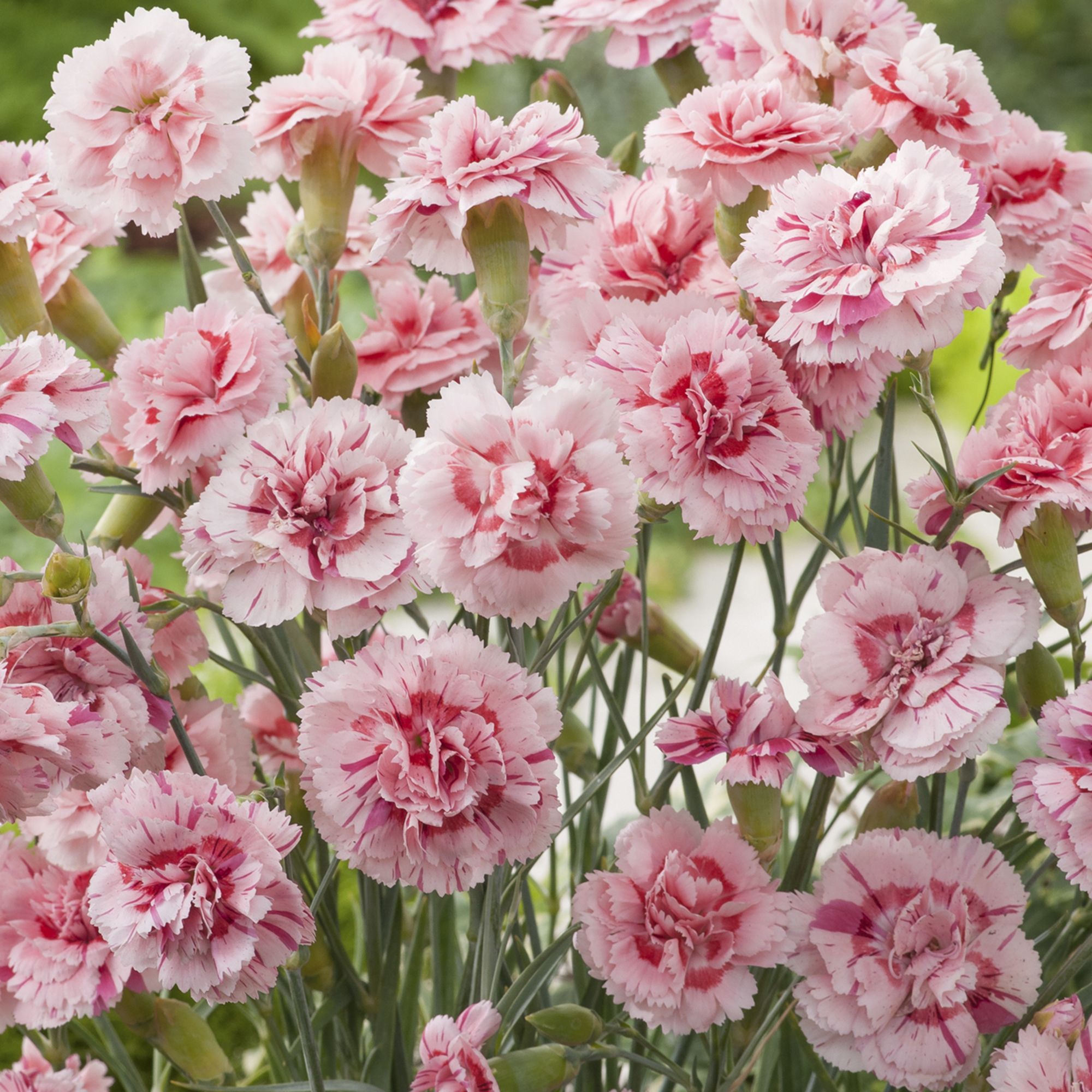 Verve Dianthus Cottage Pink Spring Bedding Plant 13Cm, Pack Of 4 Price Comparisons | Compare The Build