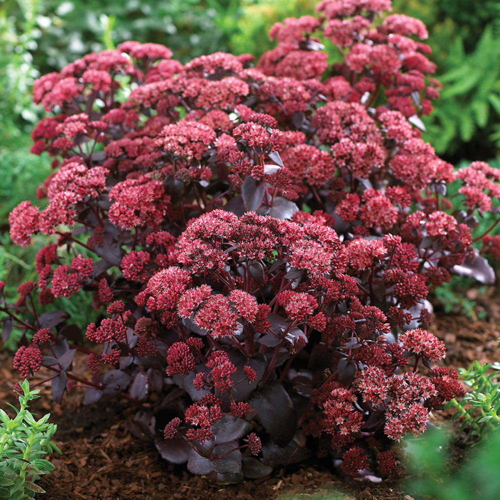 Sedum telephium 'Purple Emperor' Price Comparisons | Compare The Build