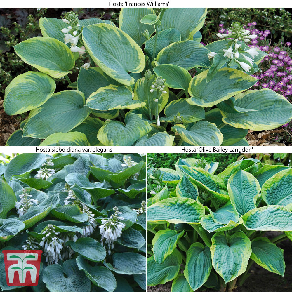 Hosta 'Giant Leaved Mix' Price Comparisons | Compare The Build