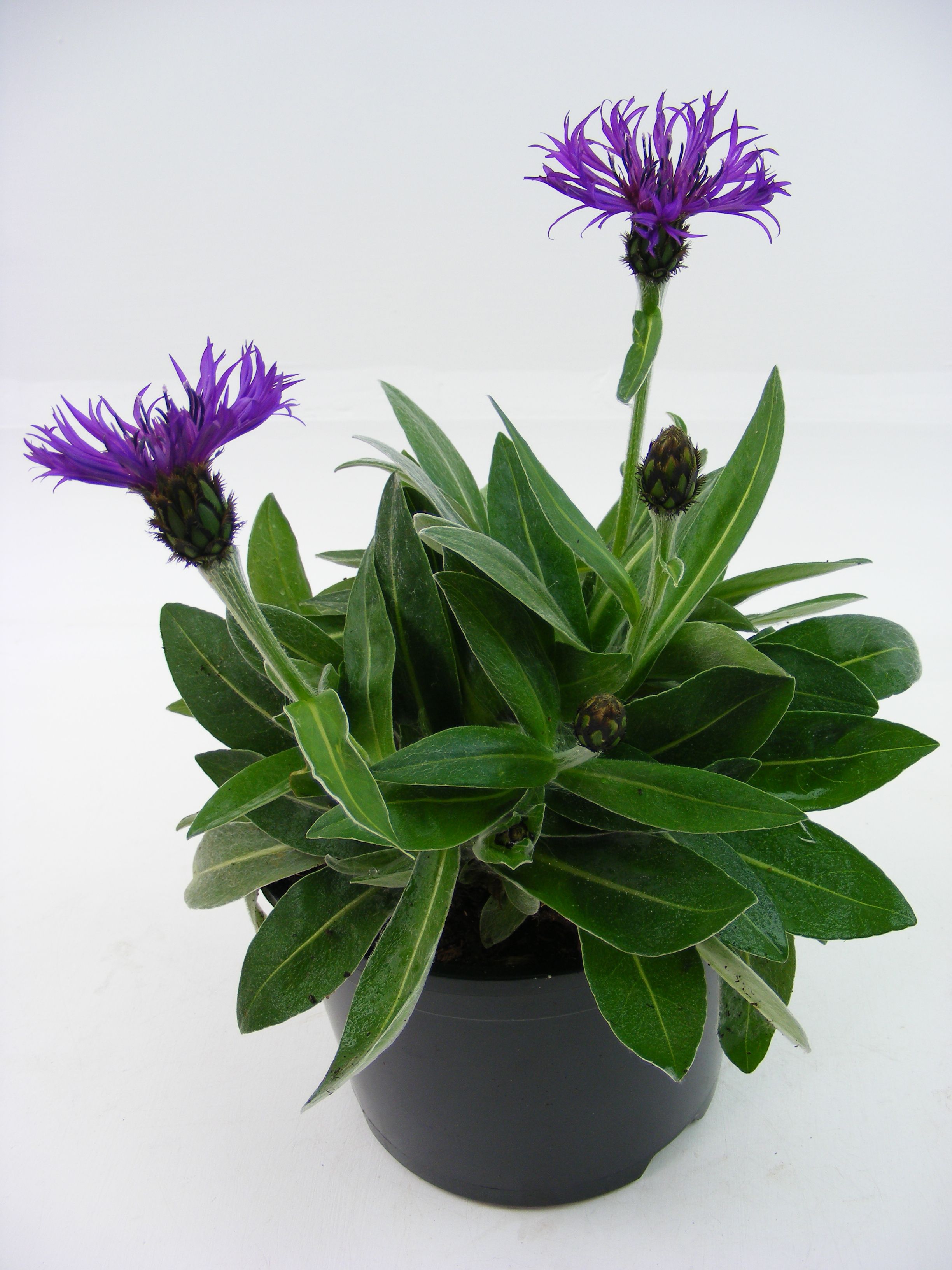 Verve Centaurea Amethyst Dream Price Comparisons | Compare The Build
