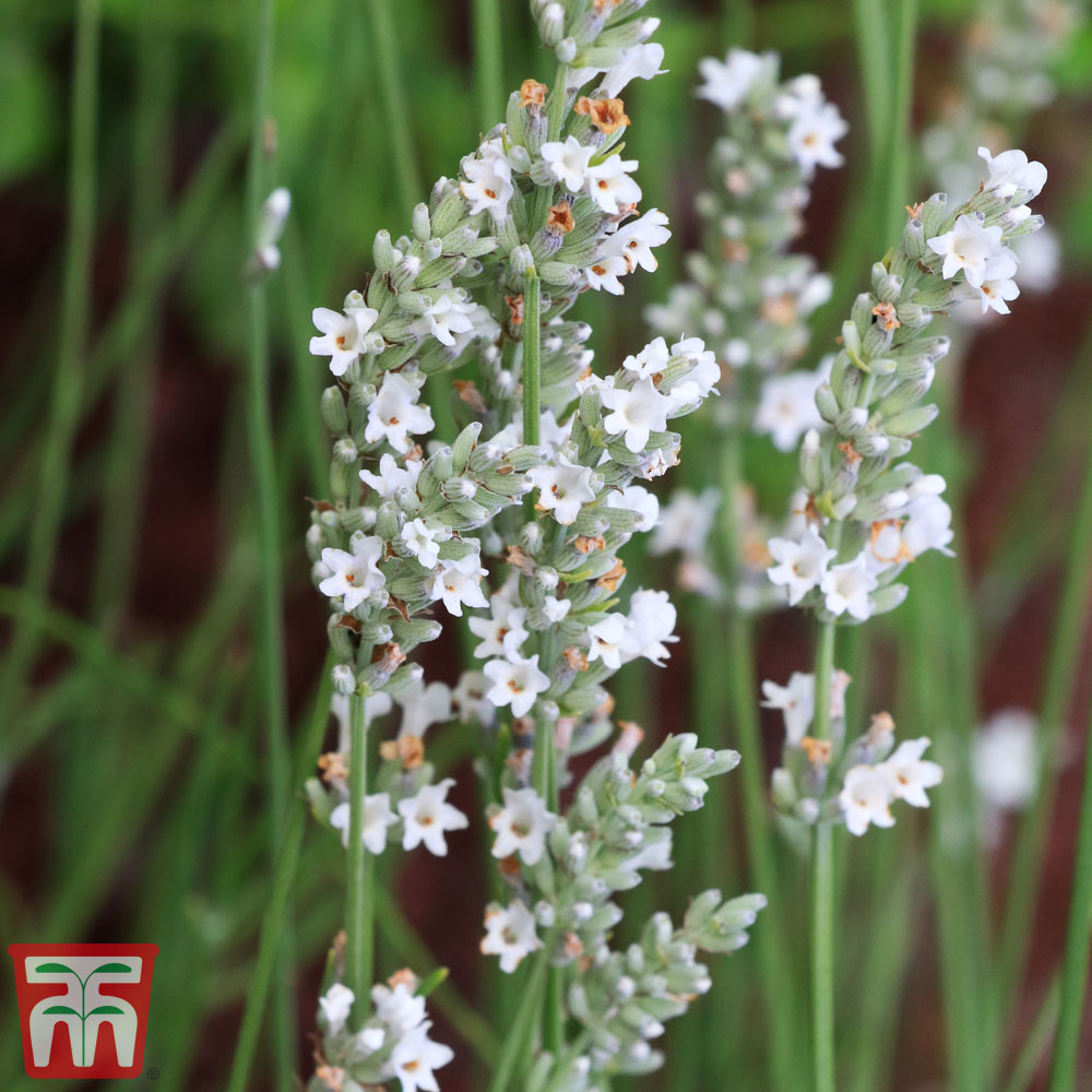 Lavender angustifolia 'Arctic Snow' Price Comparisons | Compare The Build