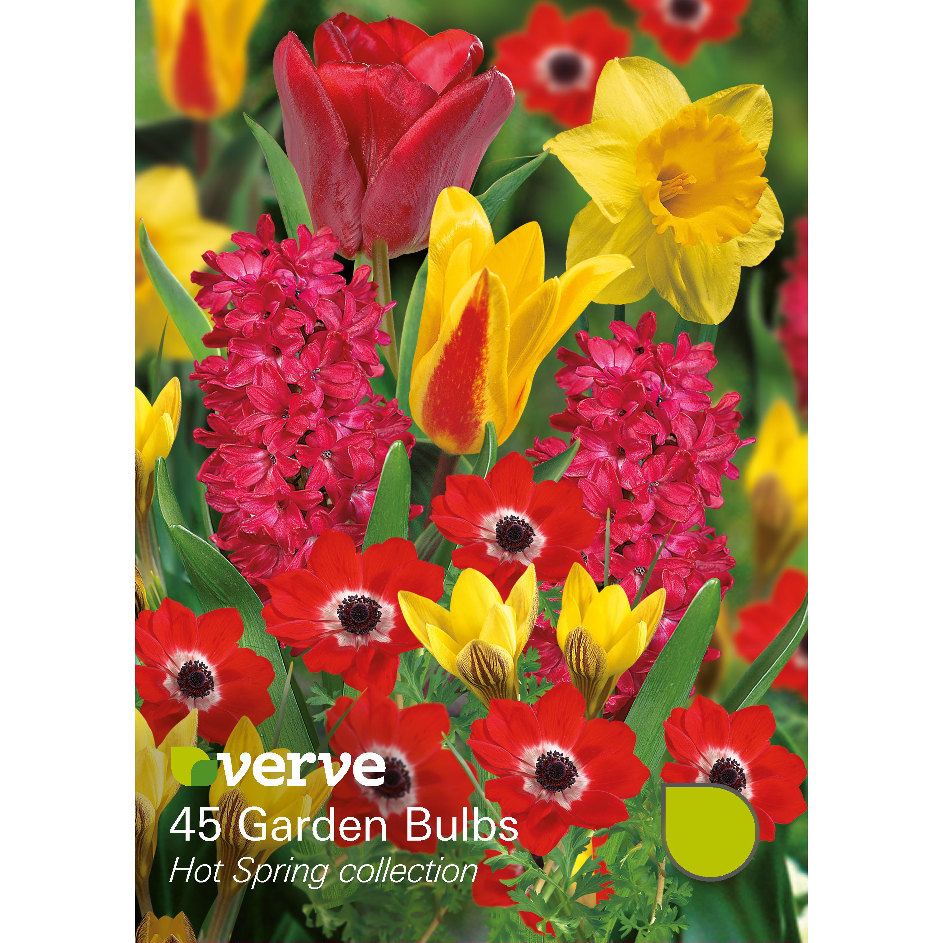 Verve Hot Spring Collection Flower Bulb, Pack Price Comparisons | Compare The Build