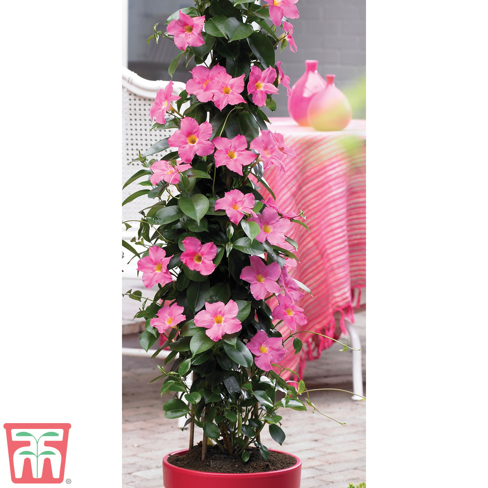 Mandevilla sanderi 'Bloom Bells&reg; Pink' Price Comparisons | Compare The Build