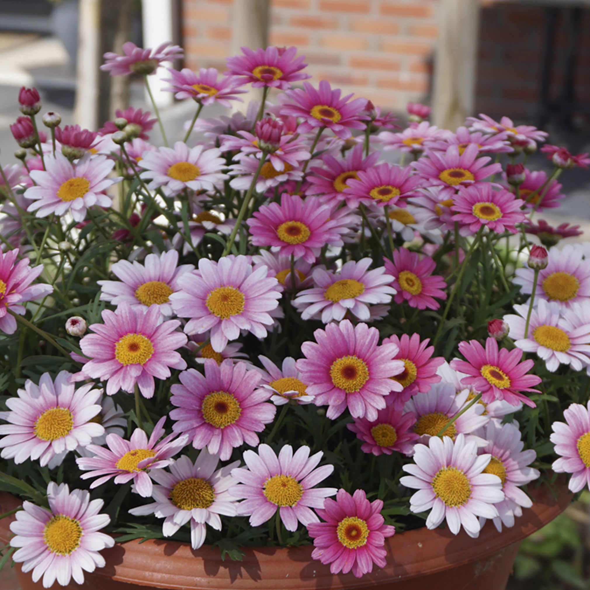 Verve Marguerite Pink Halo Summer Bedding Plant 13Cm, Pack Of 4 Price Comparisons | Compare The Build