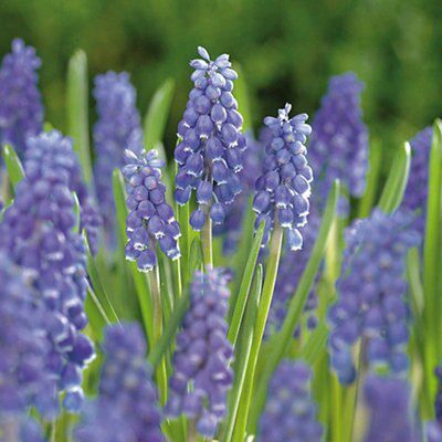 Verve "armeniacum" Flower Bulb Price Comparisons | Compare The Build