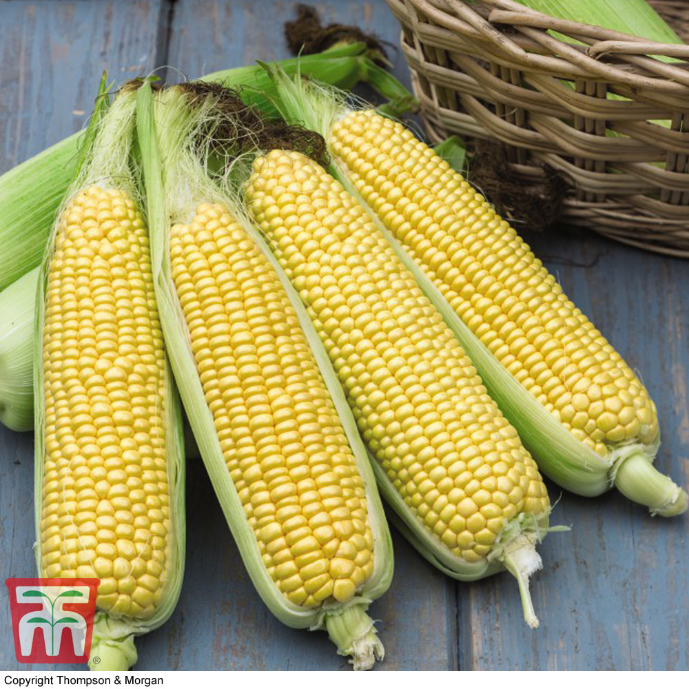 Sweetcorn 'Tyson' - Seeds Price Comparisons | Compare The Build