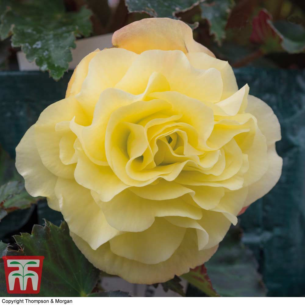 Begonia 'Fragrant Falls Improved&trade; - Lemon Delight' Price Comparisons | Compare The Build