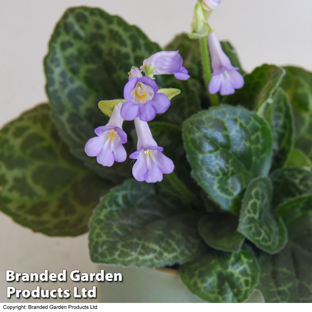 Streptocarpus 'Pretty Turtle' Price Comparisons | Compare The Build