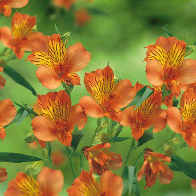 Verve "orange" Flower Bulb Price Comparisons | Compare The Build