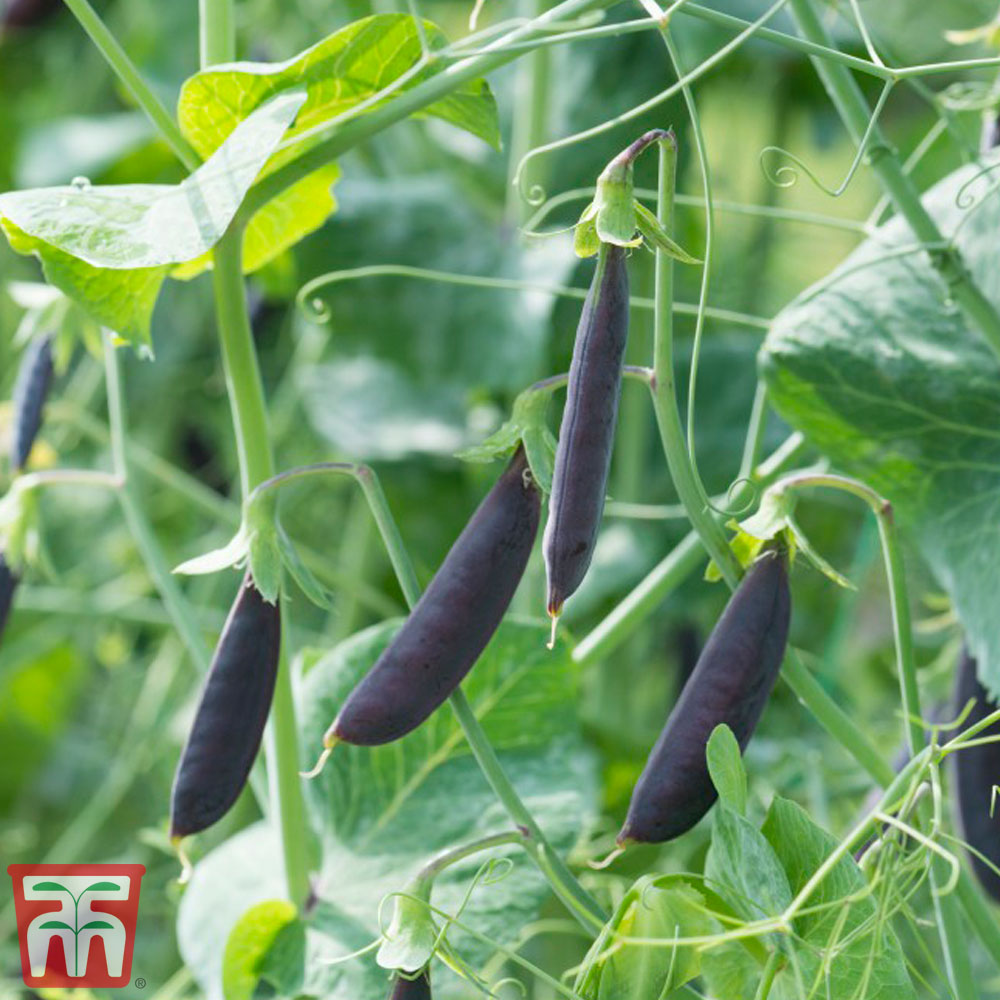 Pea 'Purple Magnolia' (Sugarsnap) - Seeds Price Comparisons | Compare The Build
