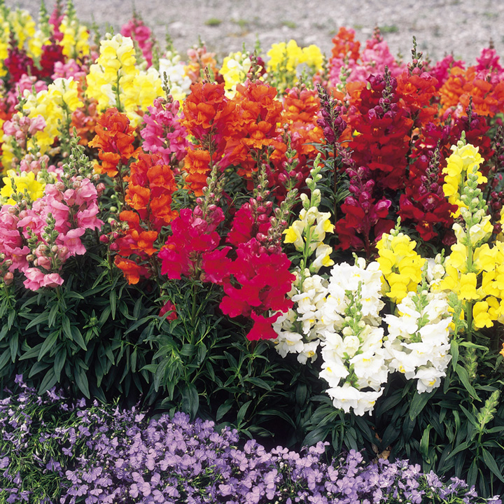 Antirrhinum Seeds - Sonnet Mixed F1 Price Comparisons | Compare The Build