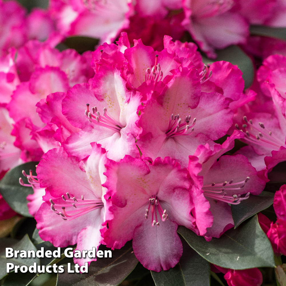 Rhododendron 'XXL' Price Comparisons | Compare The Build