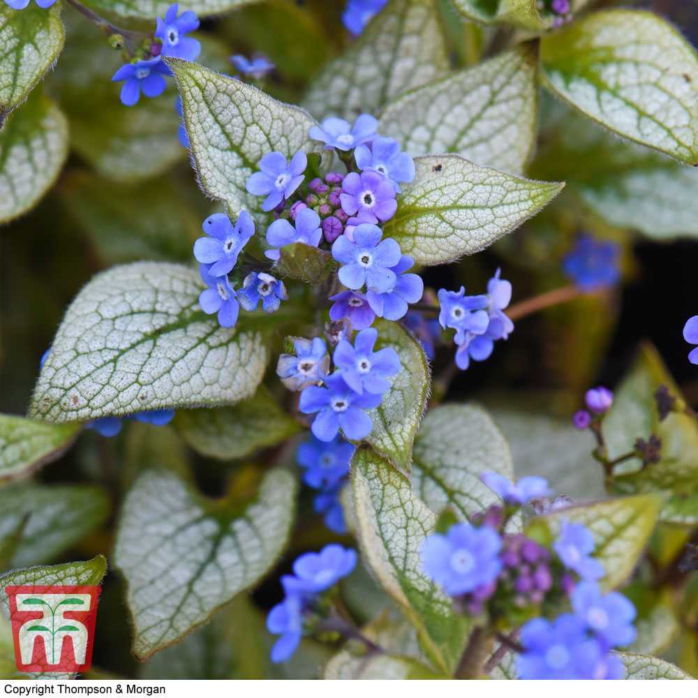 Brunnera macrophylla 'Jack Frost' Price Comparisons | Compare The Build