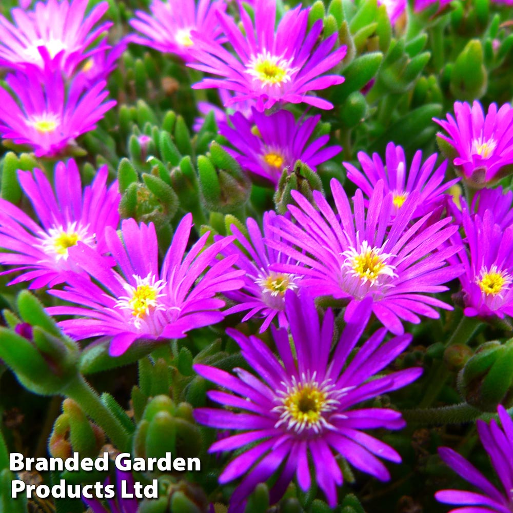 Delosperma aberdeenense 'Hot Pink' Price Comparisons | Compare The Build