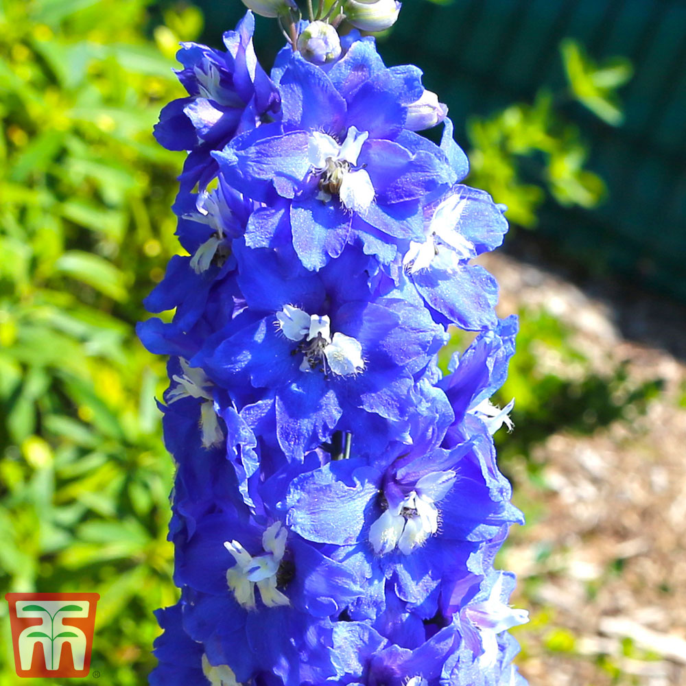 Delphinium 'King Arthur' Price Comparisons | Compare The Build